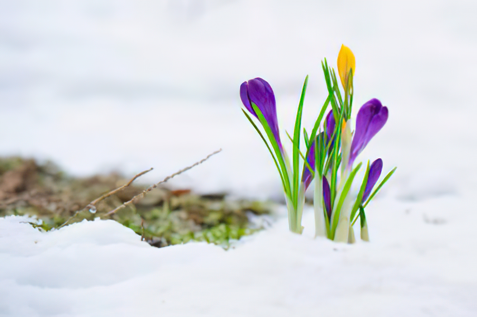 Gartenpflege im Frühjahr