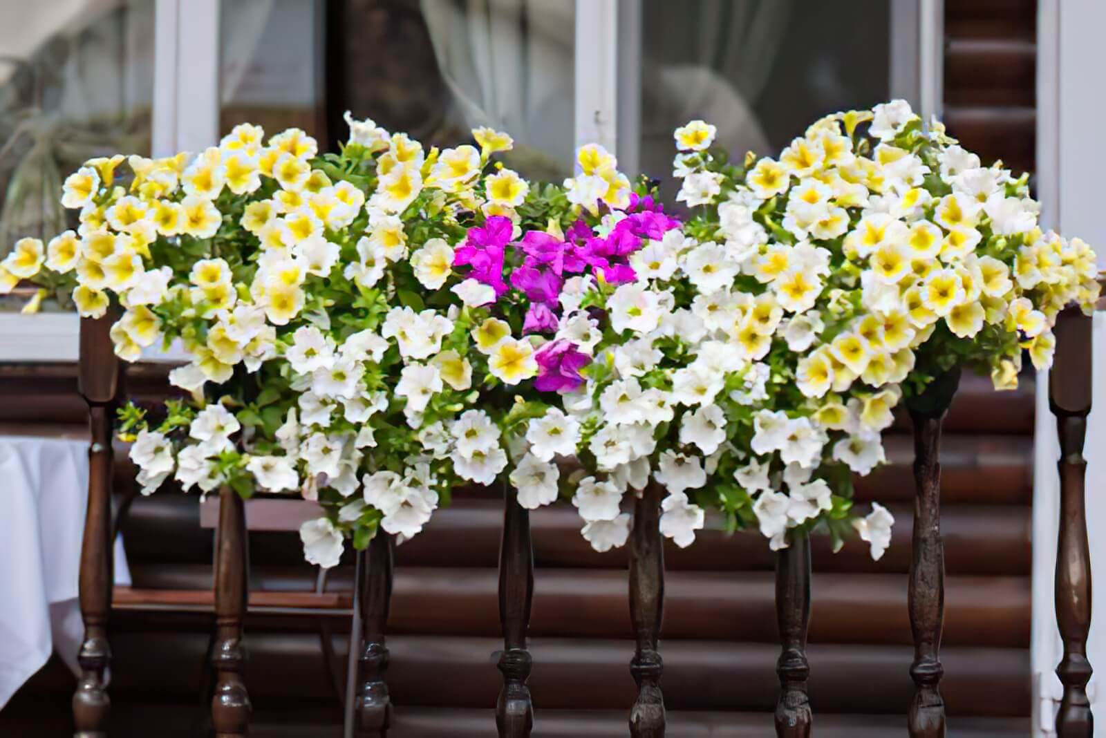 Pflegeleichte Balkonblumen
