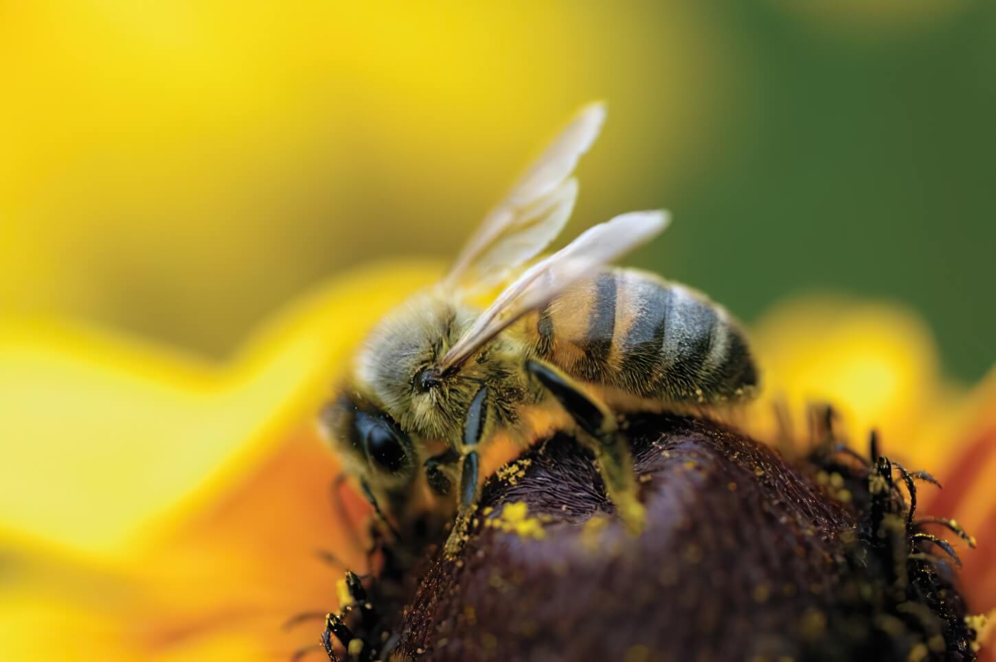 Bienenfreundliche Balkonpflanzen