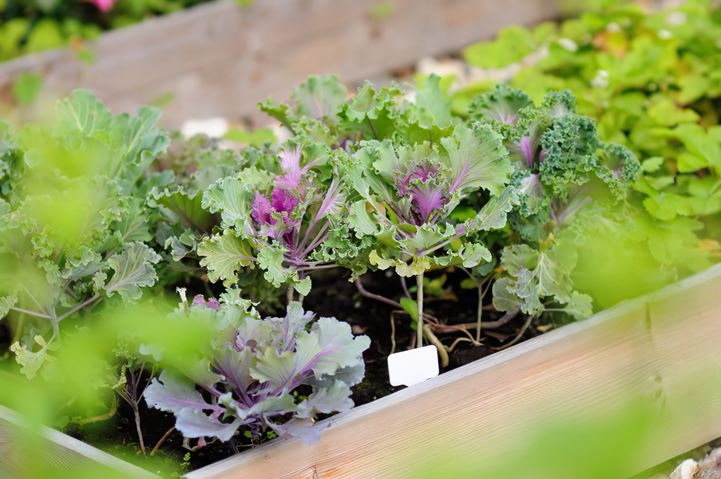 Gemüsebeet anlegen für Garten und Balkon