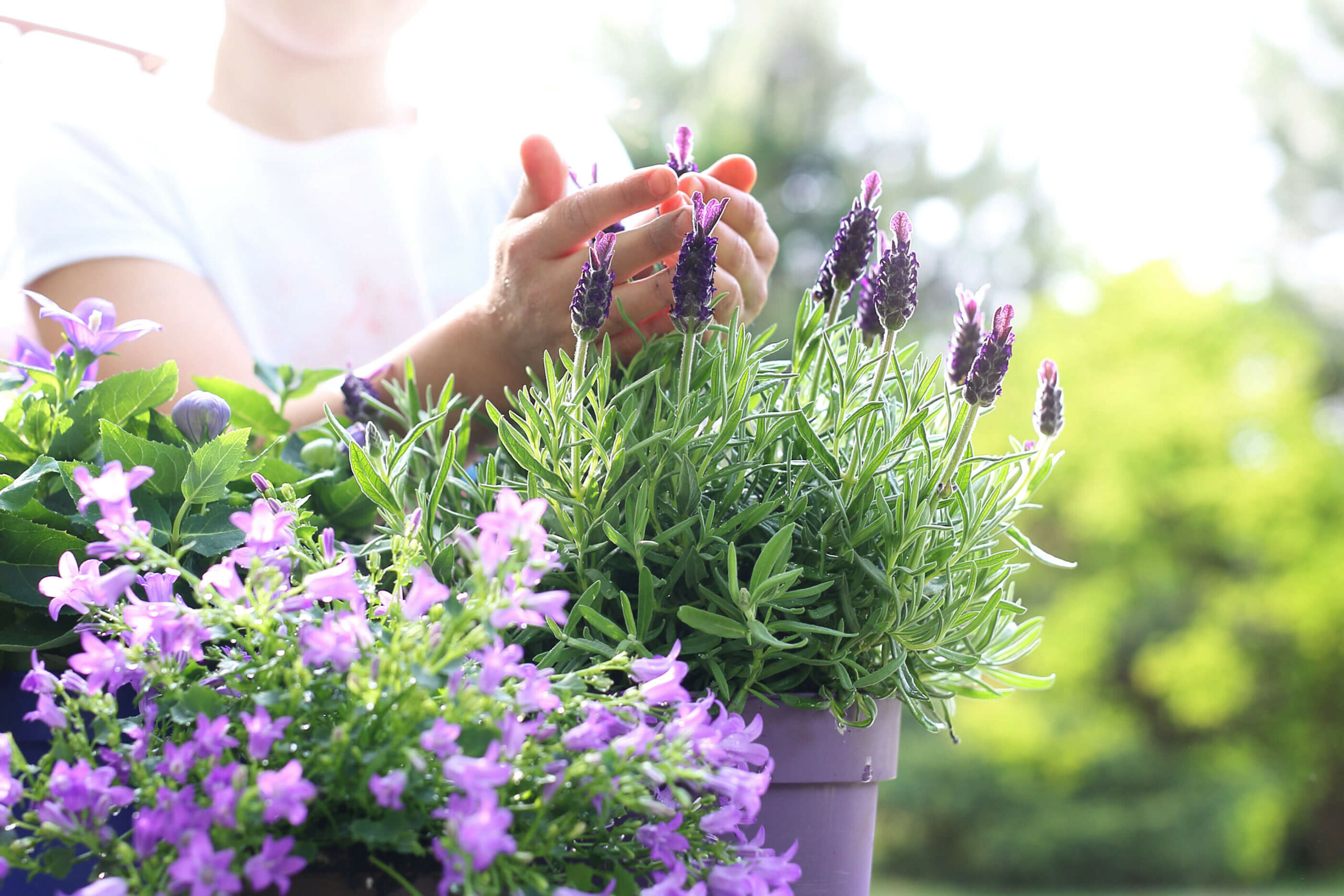 Gesund am Balkon: Teil 2