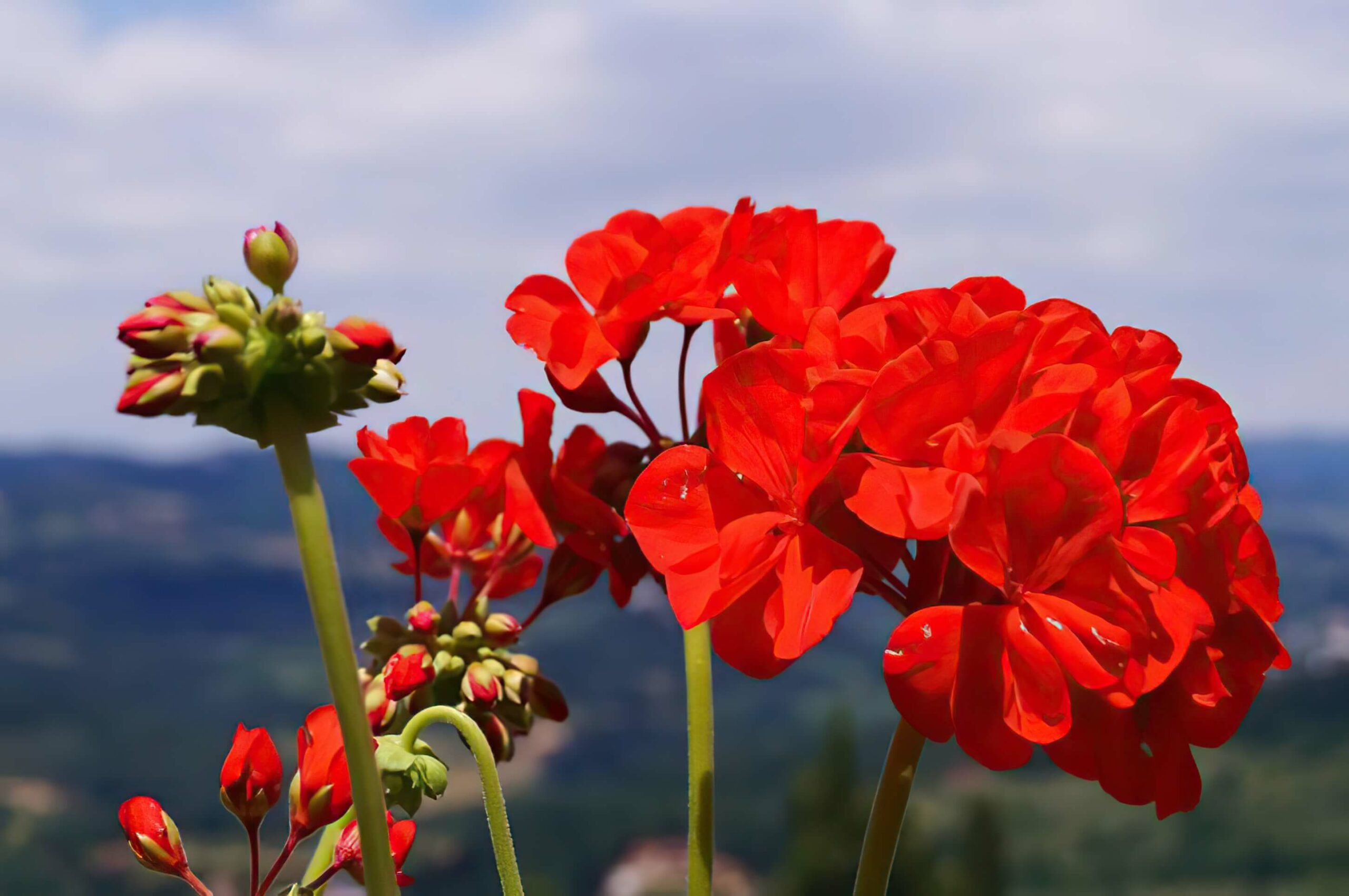 Pelargonien überwintern