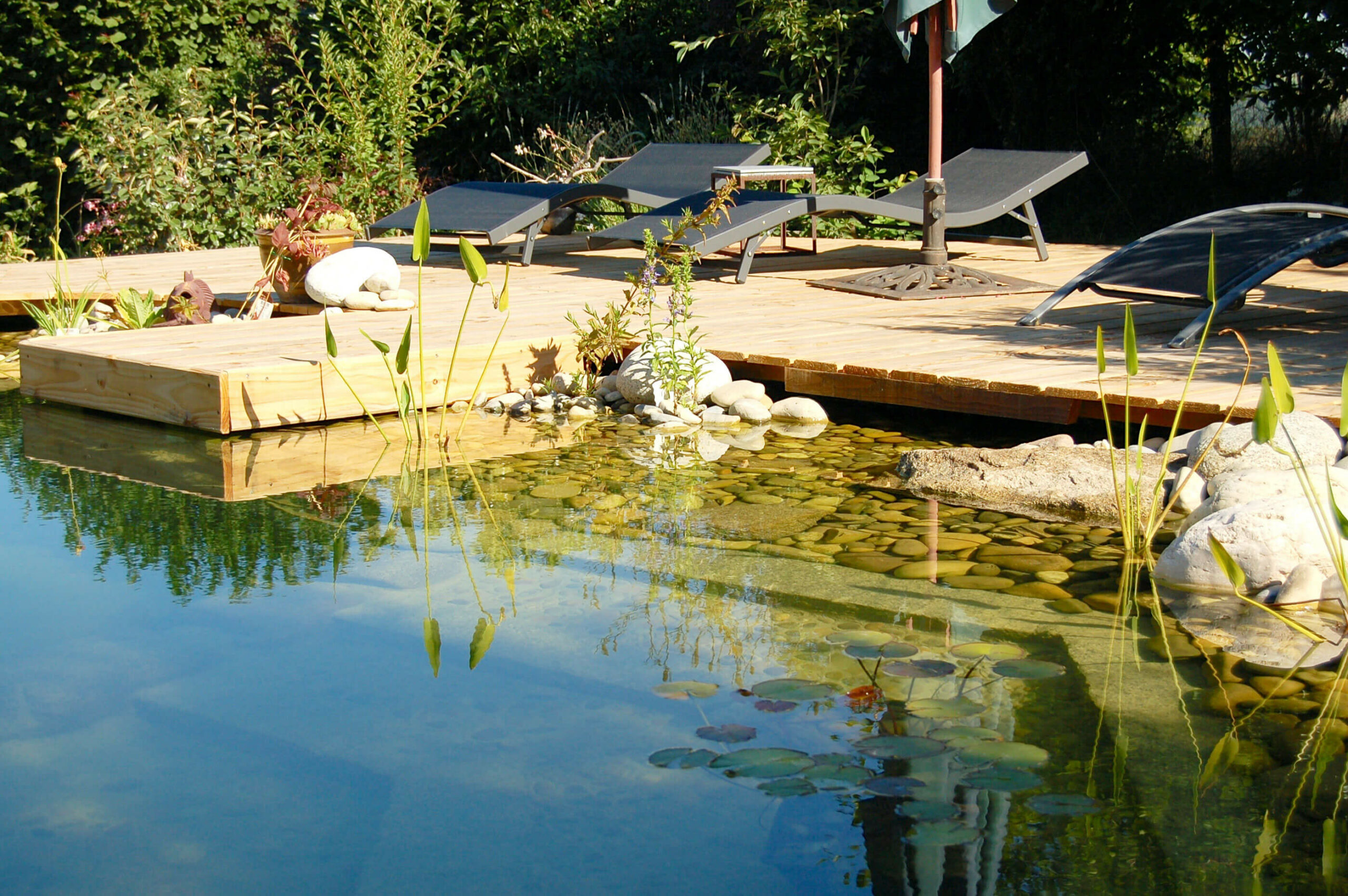 Naturpool im eigenen Garten